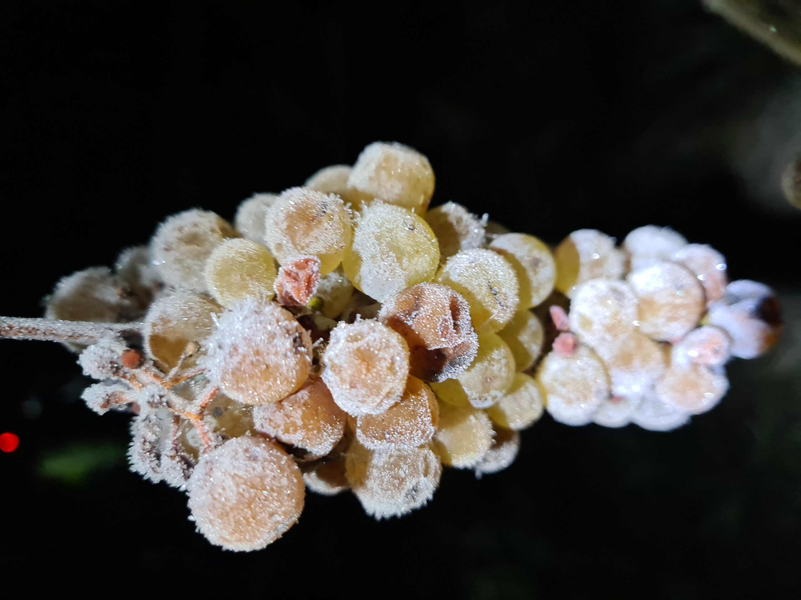 Eisweintrauben - Weingut Feiler-Artinger Rust