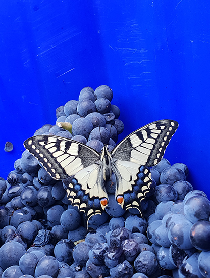 Schmetterling auf roten Trauben