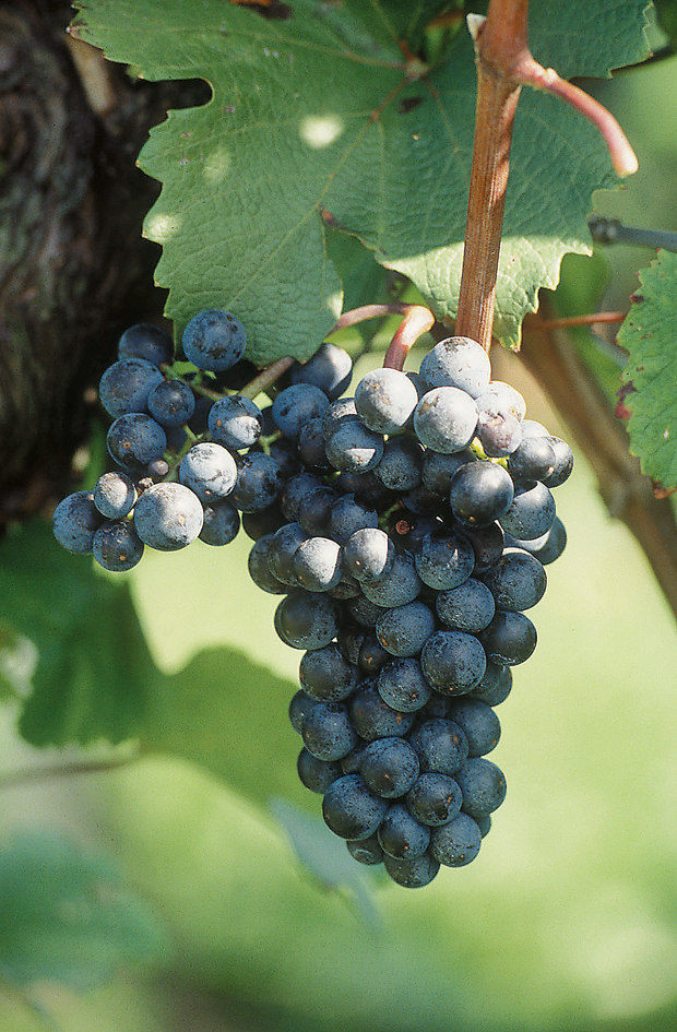 Blauer Zweigelt Trauben - Weingut Feiler-Artinger Rust