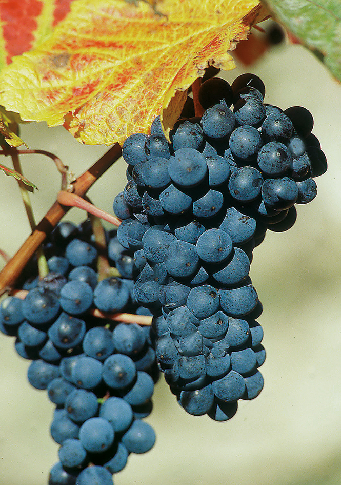 Blaufränkisch - Weingut Feiler-Artinger Rust