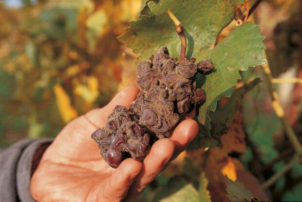 Trockenbeeren - Weingut Feiler-Artinger Rust