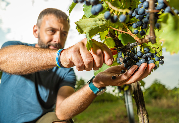 Kurt Feiler bei der Handlese der Trauben - Weingut Feiler-Artinger Rust