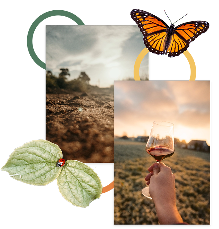 Zusammenspiel Wein und Natur